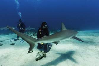 RCI, Scuba Excursions.jpg